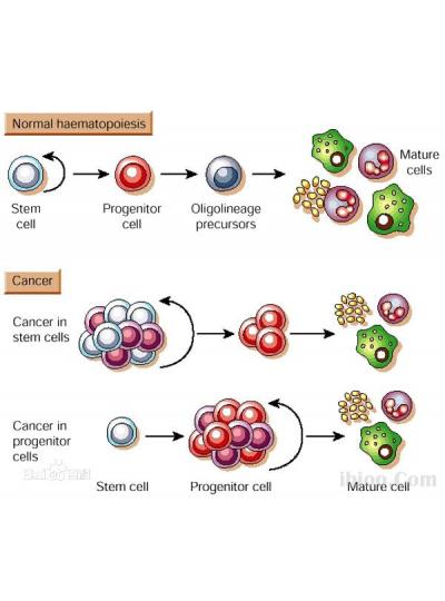 未來已來！干細(xì)胞療法在老年疾病治療方面的潛力正在逐步顯現(xiàn)！